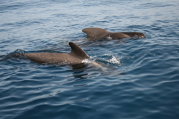 Короткоплавниковая гринда или черный дельфин