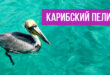 Карибский пеликан