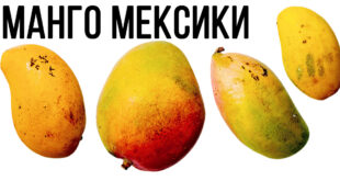 Манго Мексики